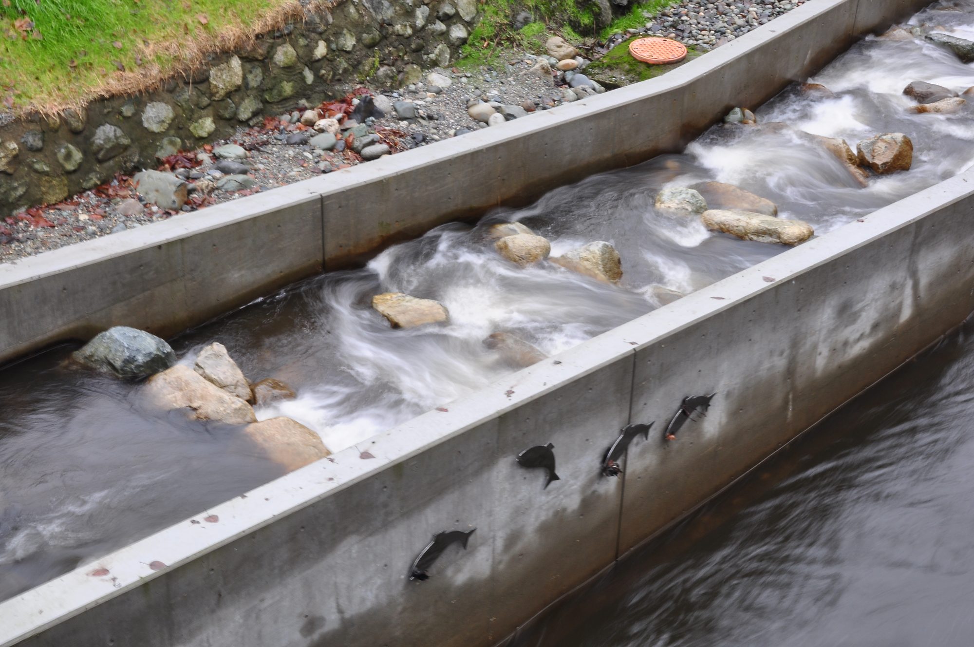 Fisheries Engineering and Ecohydraulics Northwest Hydraulic Consultants